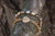 Medium Everyday Bracelet in "Harvest Moon" *Custom*
